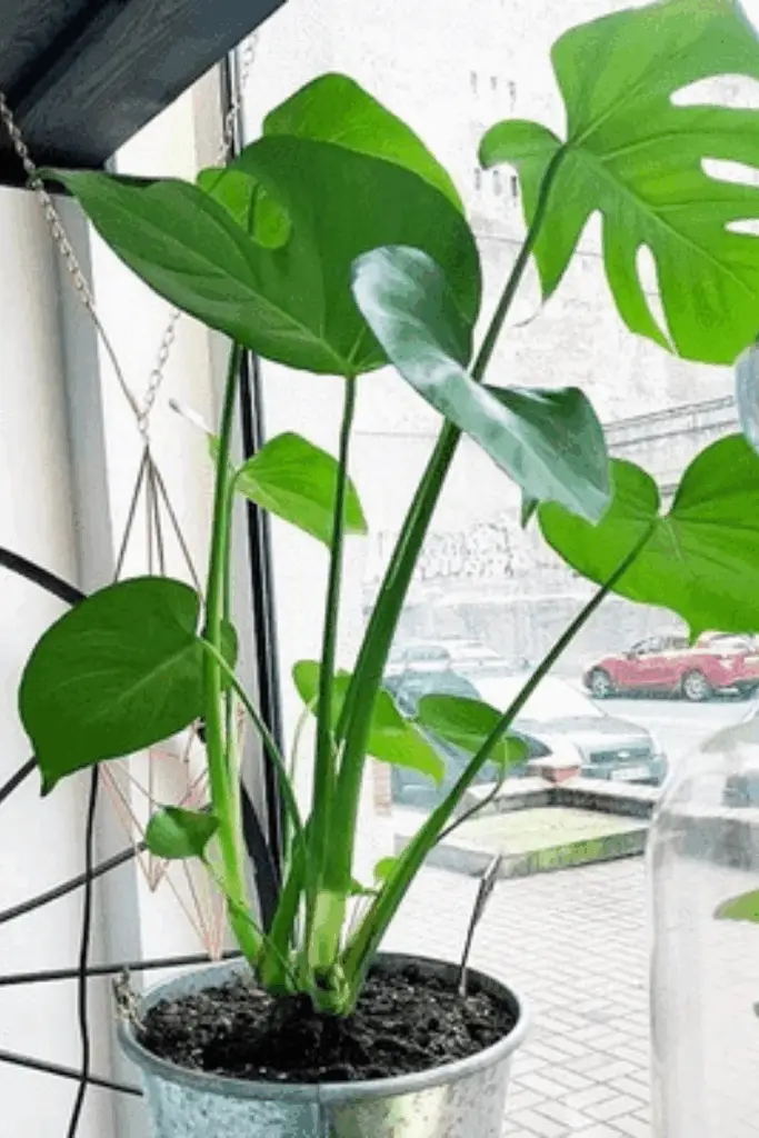 Rośliny doniczkowe do wnętrz